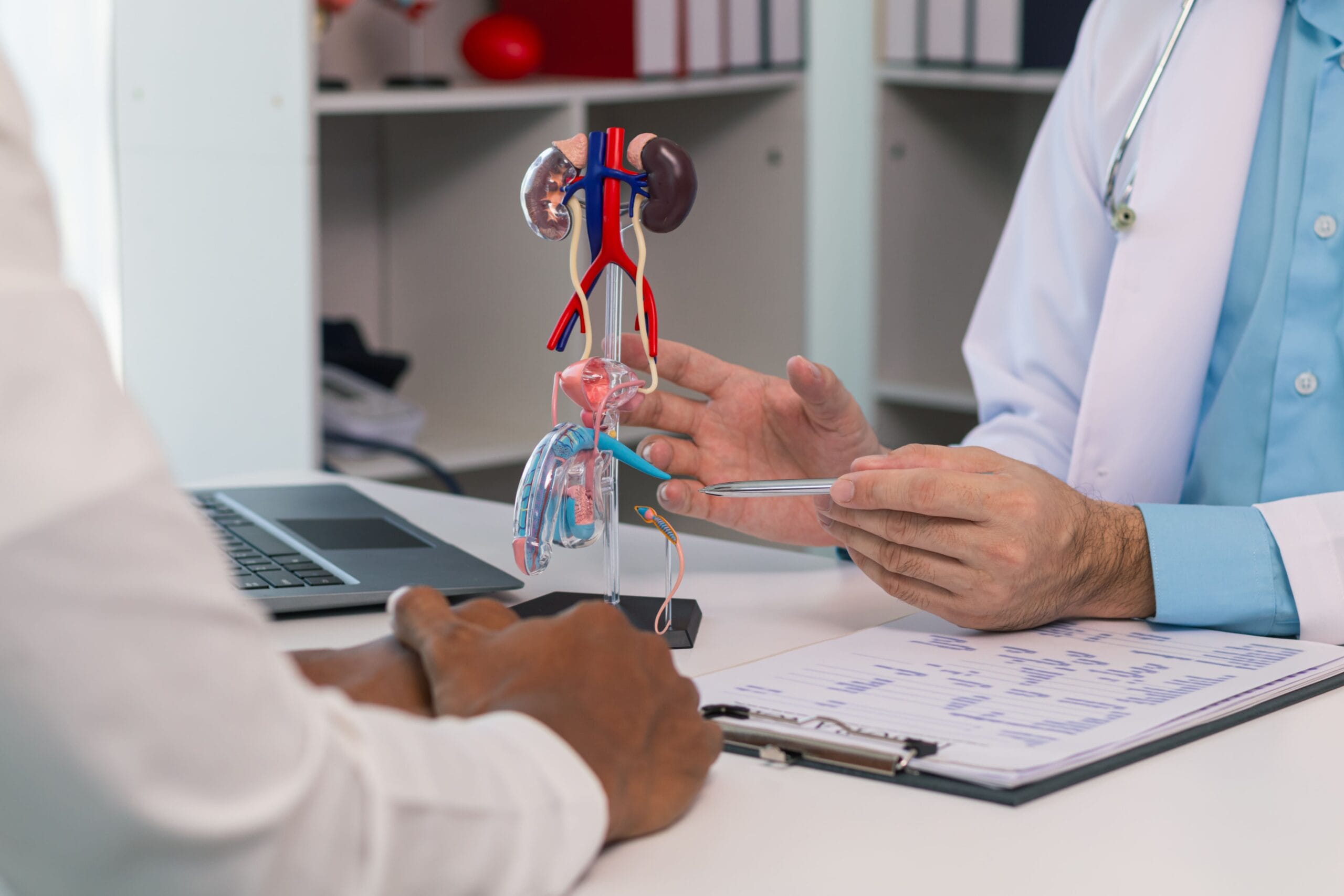 médico mostrando sistema urinario a paciente